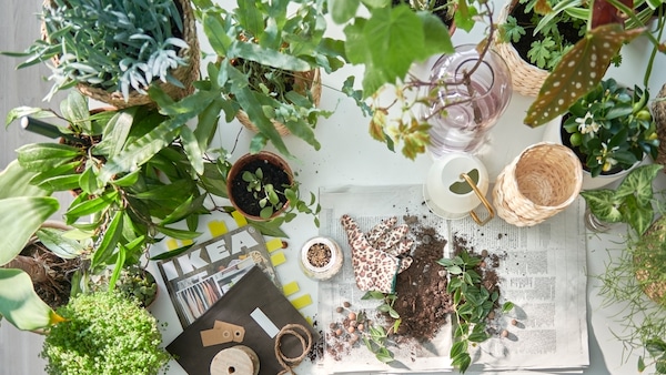 A table prepped for potting plants, plenty of green plants in pots, the IKEA catalogue, and soil on newspaper pages.