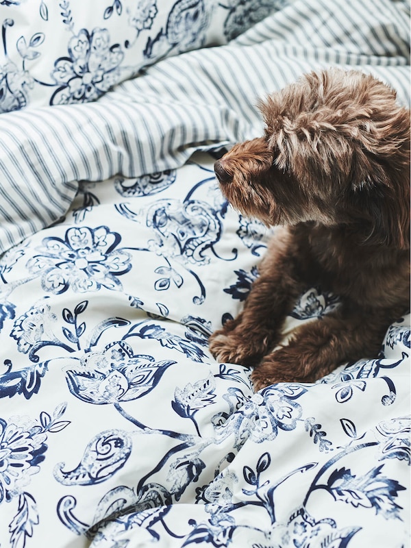 Dog laying on blue and whilte bed spread