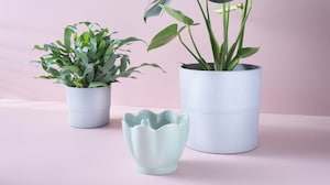 Plant pots & stands
