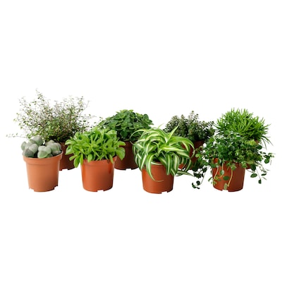 HIMALAYAMIX Potted plant, assorted species plants, 4 "