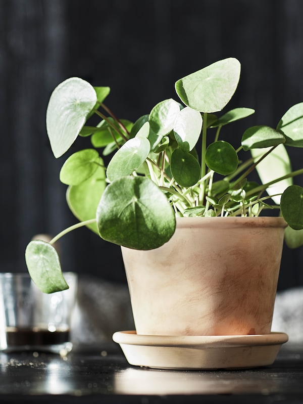 Bright sunlight shining on a Pilea plant in a MUSKOTBLOMMA plant pot with saucer on a table.