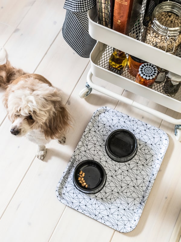 A small dog is sitting next to a LURVIG black and white patterned tray with two LURVIG bowls next to a RÅSKOG trolley.