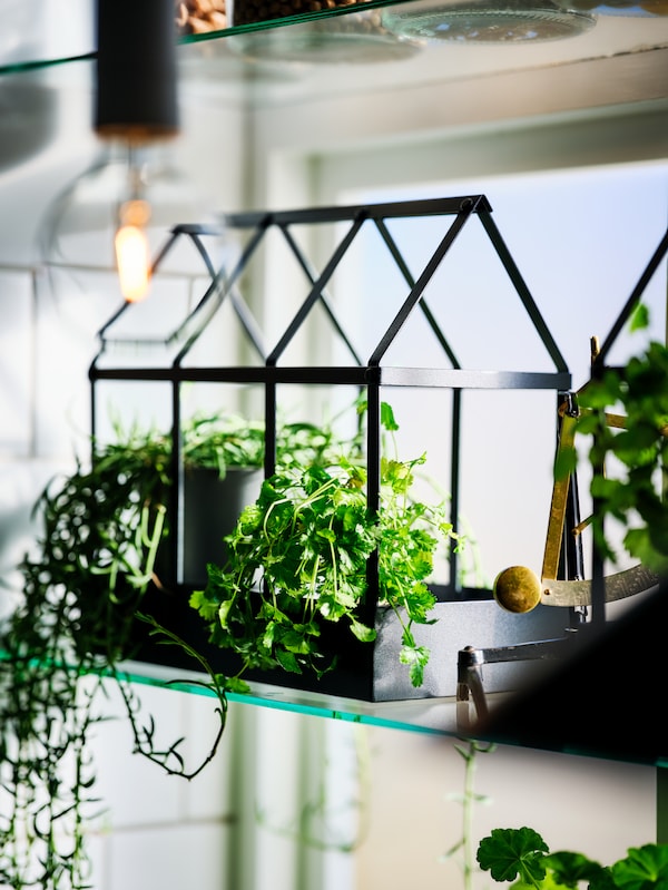 A black SENAPSKÅL deco greenhouse with herbs in it sitting on high glass shelf by a window.