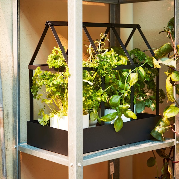 Plants in a sunny terrarium 