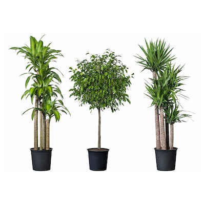 TROPISK Potted plant, tropical plant/assorted species plants, 12 "